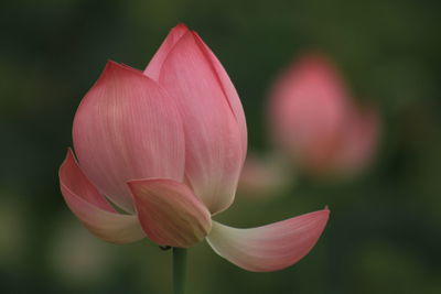 Lotus is the embodiment of truth, goodness and beauty in people's minds