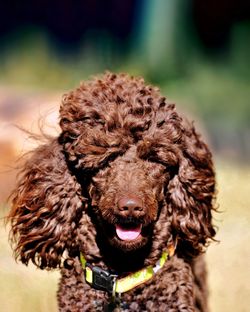 Close-up portrait of a dog