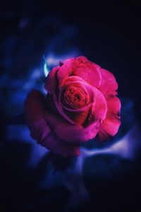 Close-up of rose against black background