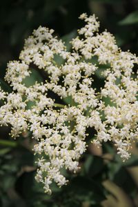 Close-up of white flowers