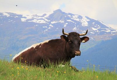 Cow standing on field