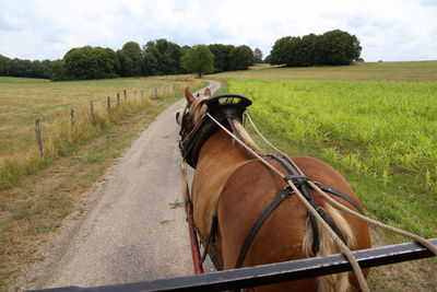 Horse cart on field