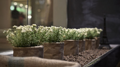 Close-up of potted plant on table