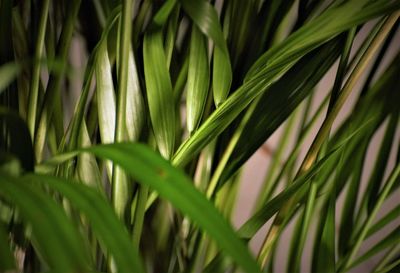 Close-up of palm tree