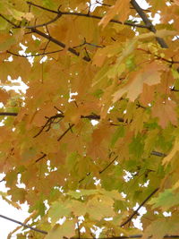 Low angle view of tree against sky