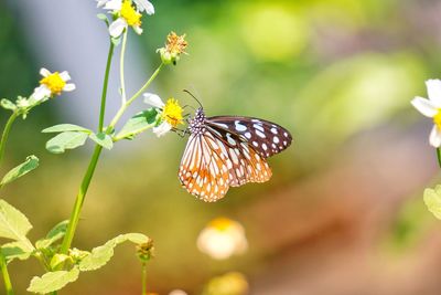 Close-up of butterfly pollinating on flower