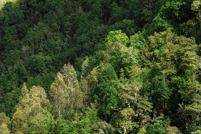 High angle view of trees in forest