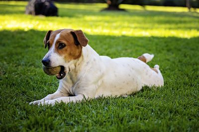 Dog lying on grass