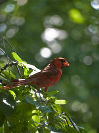 Cardinal perching on plant