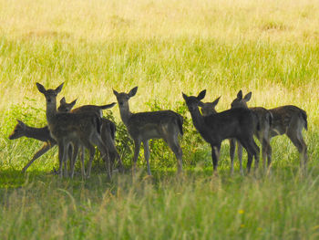 Deer in a field