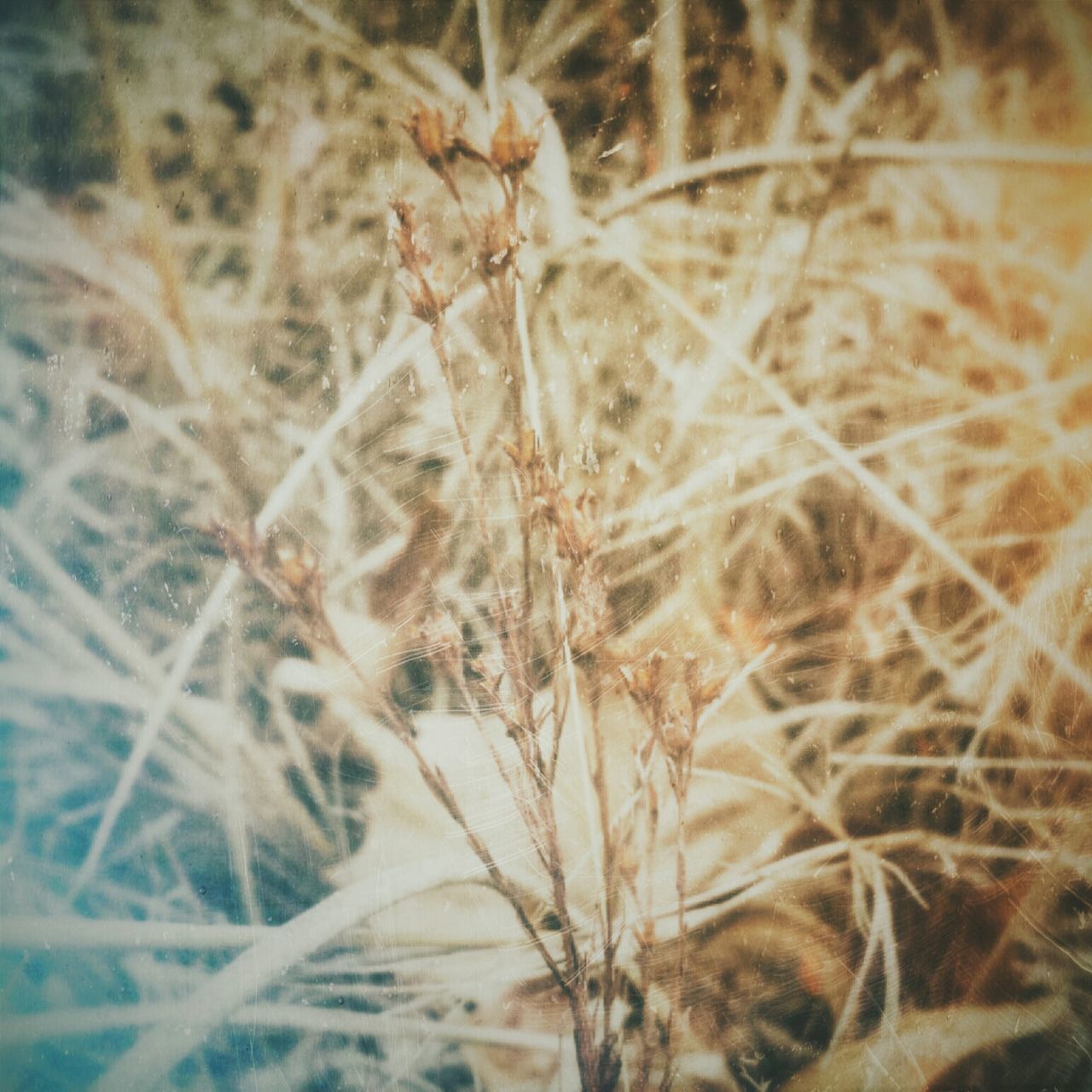 close-up, dry, nature, plant, growth, selective focus, field, focus on foreground, no people, outdoors, grass, day, sunlight, fragility, tranquility, beauty in nature, dead plant, full frame, backgrounds, natural pattern