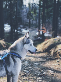 Dog looking away