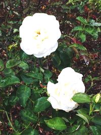 Close-up of white flowers