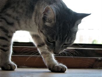 Close-up of a cat