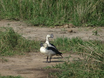 View of bird on field