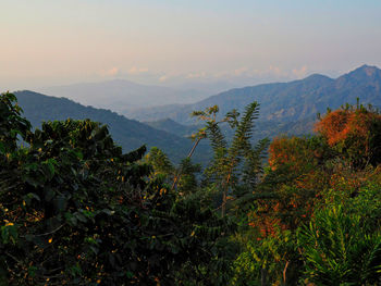 Plants and mountains against sky