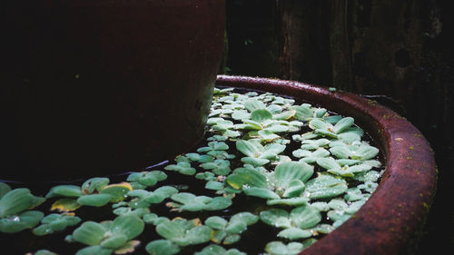 Close-up of plants