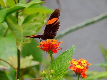 Close-up of butterfly pollinating on orange leaf