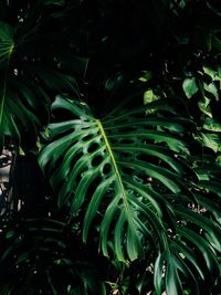 High angle view of green leaves