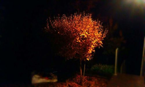 Illuminated trees at night