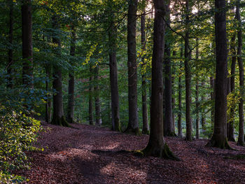 Trees in forest