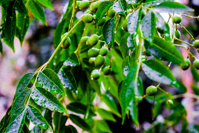 Close-up of raindrops on plant