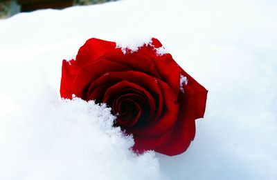 Close-up of red rose on snow against sky