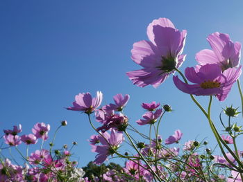 Close-up of pink cosmos flowers against clear blue sky