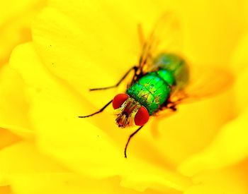 Close-up of bug on yellow flower