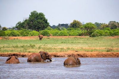 View of elephant in the land