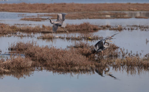 High angle view of gray heron flying over lake