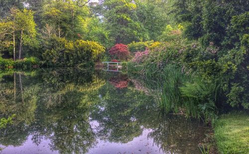 Reflection of trees in lake