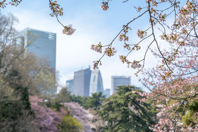 Trees and cityscape against sky