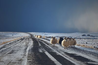 View of sheep on road