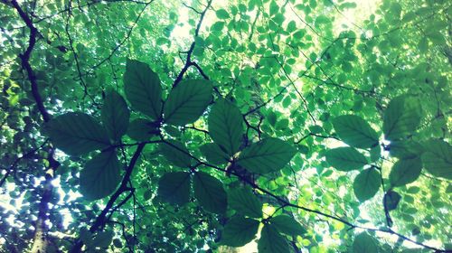 Close-up of leaves