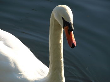 Close-up of swan floating on lake
