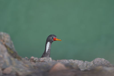 Phalacrocorax gaimardi, red legged cormorant with hypnotic blue sprinkled eyes