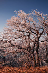 Low angle view of bare trees against clear blue sky