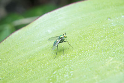 Close-up of fly on leaf