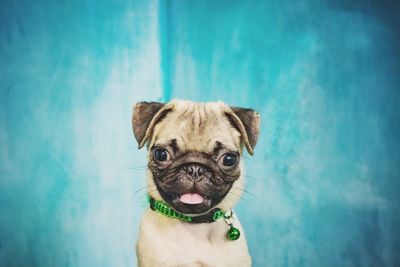 Close-up portrait of pug dog against wall