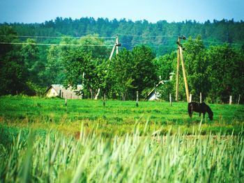 Trees on grassy field