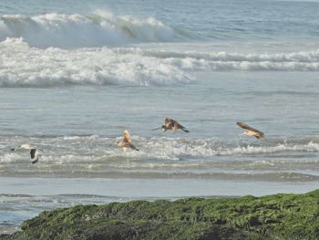 Seagulls on beach