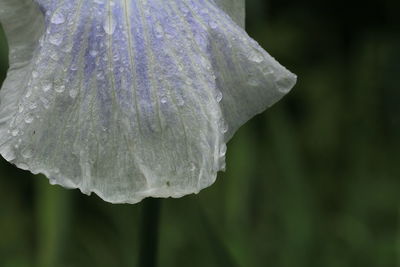 Close-up of raindrops on leaf