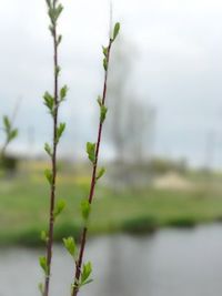 Close-up of fresh flower plant in water