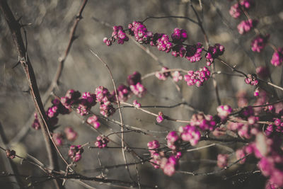 Pink flowers blooming on tree