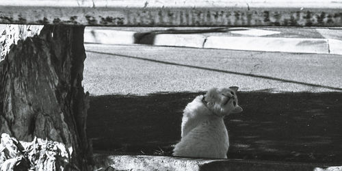 Cat looking at camera