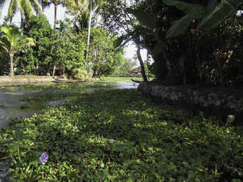 Scenic view of palm trees by plants against sky