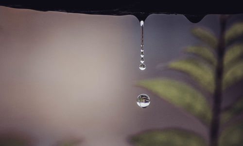 Close-up of water drop falling from leaf