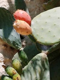 High angle view of prickly pear cactus