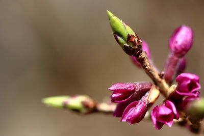 Close-up of pink flowering plant